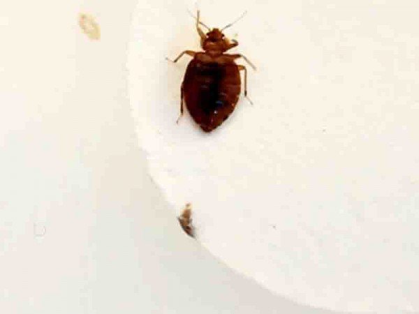 У разі виявлення постільних комах проводиться дезінфекція від клопів