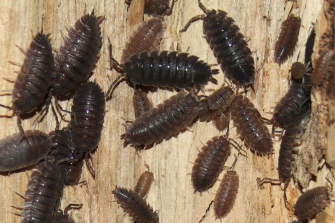 Комаха мокриця: як виглядає, звідки береться, небезпека для людини