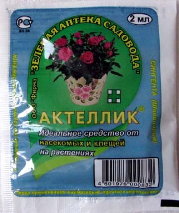 Чим шкідливий садовий клоп смердючка і які засоби проти нього можна застосувати