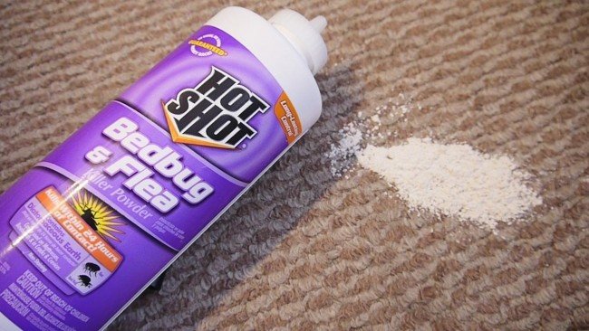 Як вивести клопів у квартирі: дезінсекція або народні методи?