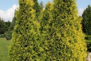 Туя складчаста: створюємо на ділянці живу вічнозелену огорожа