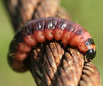 Все про заходи боротьби з шашіль пахучии, або ивовым