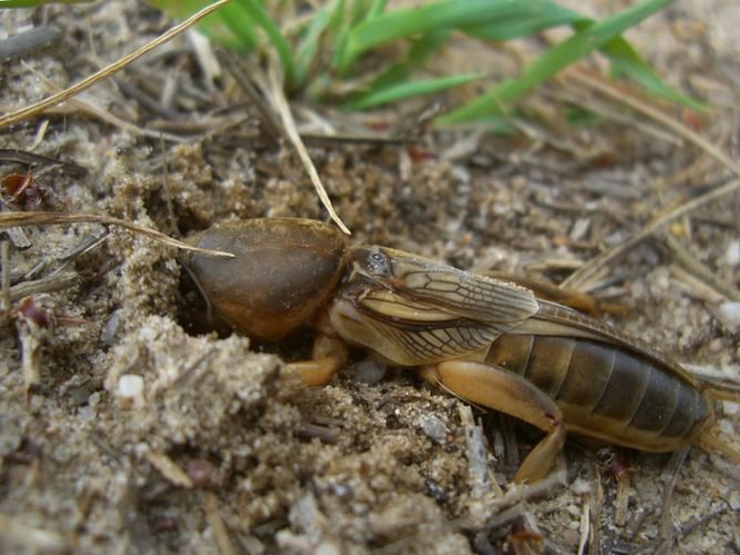 Як боротися з медведкою на городі
