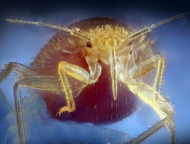 Які хвороби переносять клопи і чим вони небезпечні для людини