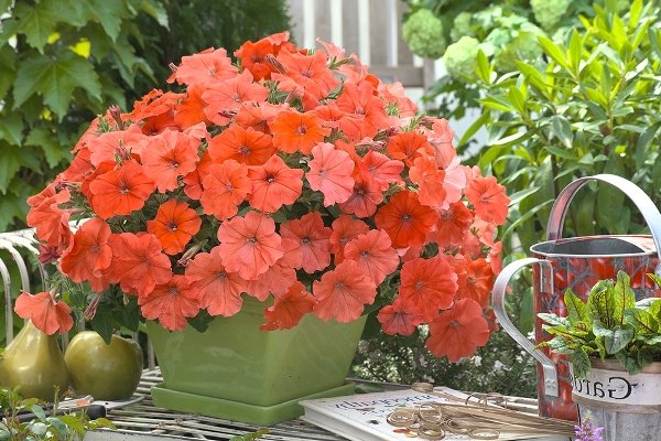 Петунія Джоконда каскадна: індивідуальні особливості сорту, нюанси вирощування та догляду