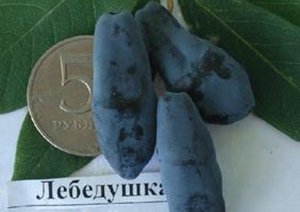 Які сорти жимолості підходять для Ленінградської області: докладний опис видів