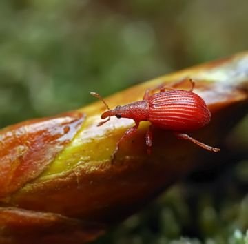 Апіона: шкоди та способи боротьби