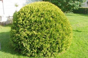 Туя західна Даніка: опис самого красивого і декоративного чагарника для садової ділянки