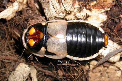 Види тарганів – фото та опис кожного з них