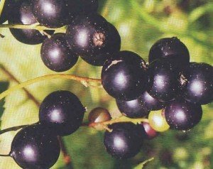 Рецепти домашніх заготовок з чорної смородини