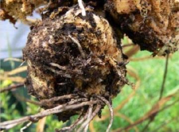 Опис і методи боротьби з найбільш небезпечними шкідниками лука: скрытнохоботником, мінером, листоедом та іншими