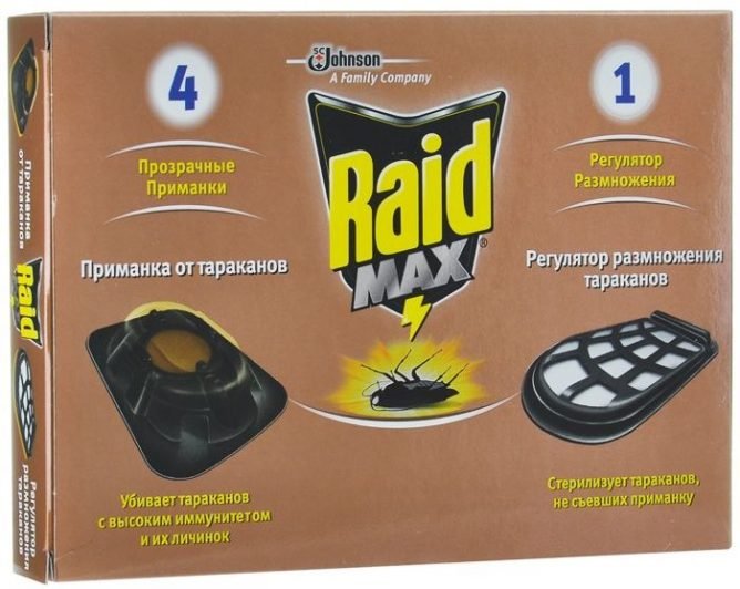 Таргани в квартирі: що робити і як позбутися