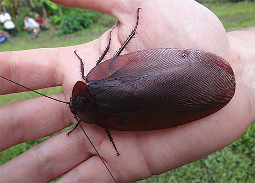 Таргани: фото і будова тіла
