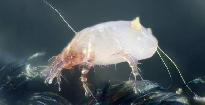 Пилові кліщі: як позбутися в домашніх умовах