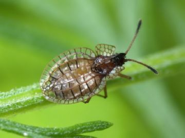 Грушевий квіткоїд та інші шкідники: рятуємо груші