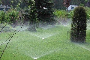 Найпопулярніші сорти туї східної — Біота і Гармонія: характерні особливості та правила догляду