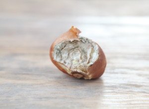 Вирощування тюльпанів: посадка і догляд у відкритому грунті, коли викопувати цибулини, розмноження, фото і відео