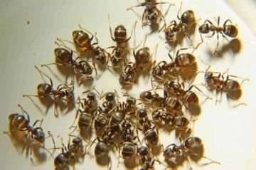 Домашні паразити комахи: їх особливості та методи боротьби