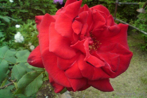 Кращі сорти червоних плетистих троянд: фото каталог і характеристики популярних садових рослин