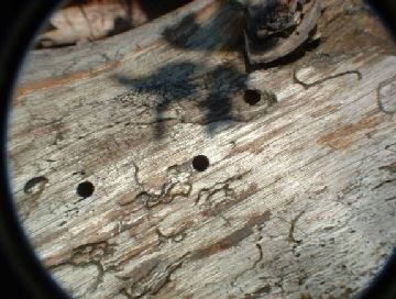 Рогохвост великий хвойний   серйозний шкідник лісів