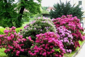 Гортензія деревоподібна сорту «Анабель» — невибагливий чагарник з великими суцвіттями для посадки в саду