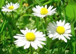 Чого бояться клопи – запахи для відлякування кровососів