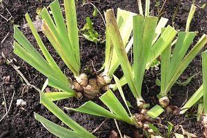 Підготовка рослин до зими: обрізка, укриття та інші прийоми захисту від холоду, рекомендації фахівців і фото