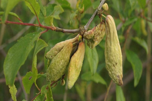 Вирощування сливи в саду: посадка, догляд та прийоми агротехніки для забезпечення високої врожайності