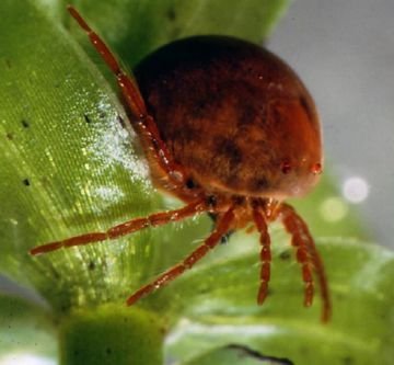 Водяні павуки: спосіб життя та особливості виду