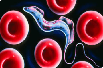 Муха цеце   небезпечна комаха