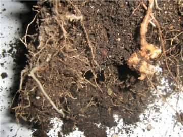 Шкідники кімнатних квітів: чим обробити квіти від шкідливих комах