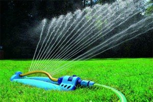 Як правильно вирощувати сіяний газон: поради та основні правила