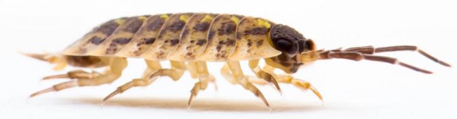 Комаха мокриця: як виглядає, звідки береться, небезпека для людини