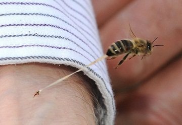 Укус бджоли: корисно чи небезпечно? Як швидко і ефективно вилікувати бджолиний укус?