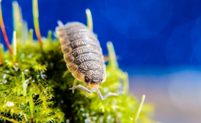 Комаха мокриця: як виглядає, звідки береться, небезпека для людини