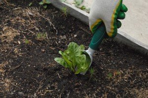 Як правильно вирощувати сіяний газон: поради та основні правила