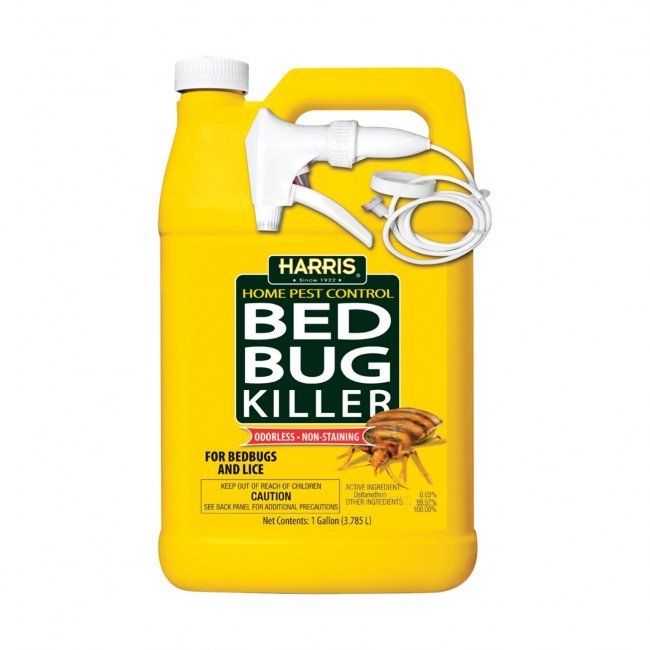 Домашні клопи – Як позбутися самостійно і швидко