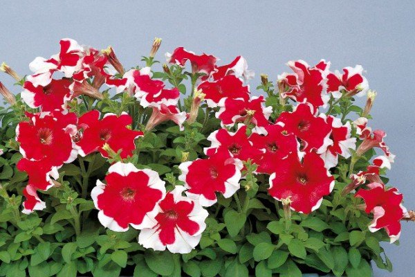 Петунія крупноквіткова: огляд сортів і особливості вирощування
