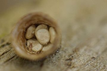 Щурячі кліщі: симптоми і лікування укусів у людини