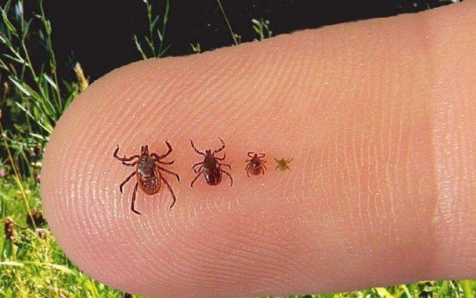 Енцефалітний кліщ і його небезпека для людини