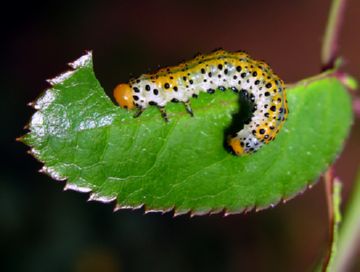 Розанный пильщик: опис та заходи боротьби