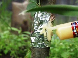 Мурахи на городі і садовій ділянці: методи боротьби