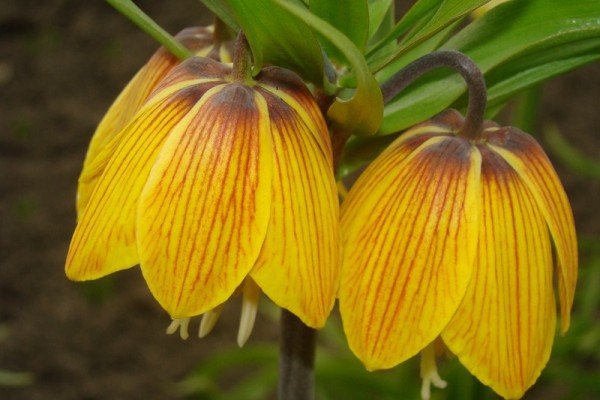 Якими бувають жовті багаторічники: види і сорти рослин, опис та фото з назвами