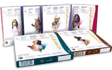 Власоед у тварин – ефективні методи лікування