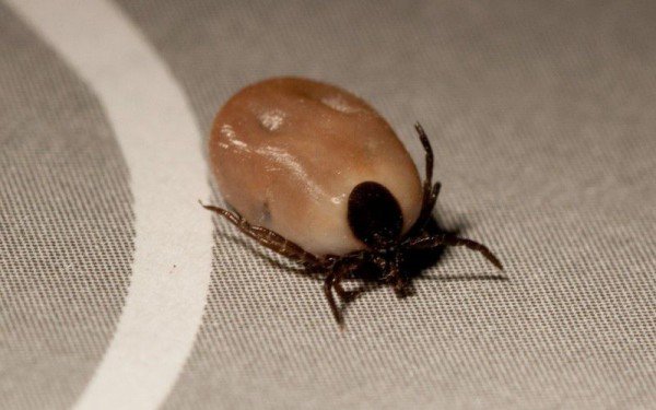 Підшкірний кліщ у собак його симптоми й методи лікування