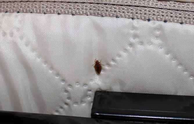 Завелися клопи в матраці: як труїти