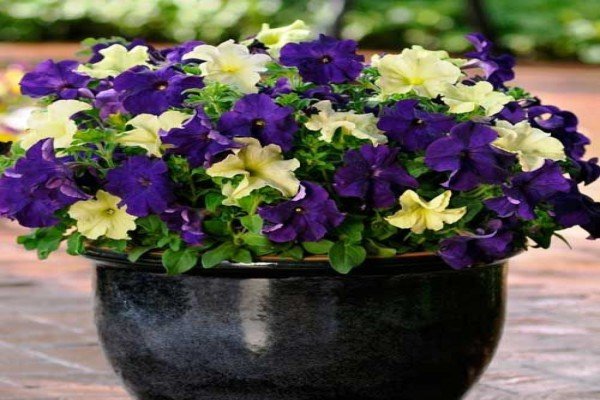 Петунії серії Софістика — рясноквітучі рослини унікальною забарвлення з запашним ароматом