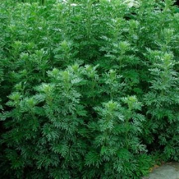 Як позбавити собаку від бліх за допомогою народних засобів