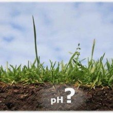 Вирощування розсади петунії в торфяних таблетках: умови посадки і проростання насіння, фото і відео інструкція