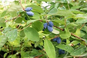 Пересадка жимолості на нове місце: вибір часу року і підготовка місця